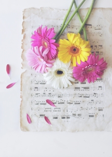 CB-2698_daisies_musicsheet_5x7