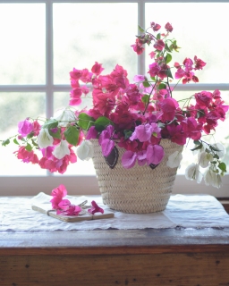 CB-2718_bougainvillea_8x10