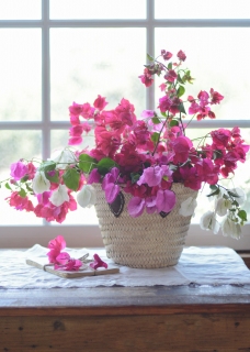 CB-2719_bougainvillea_10x14
