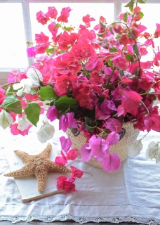 CB-2720_bougainvillea_starfish_10x14
