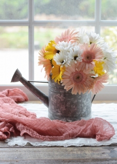 CB-2730_wateringcan_daisies