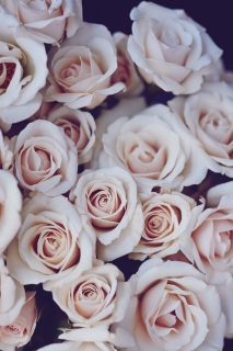 CB-2736_roses3 CB-2736_roses3