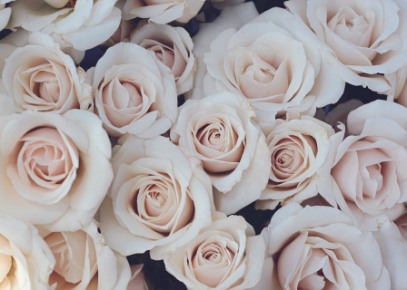CB-2737_roses4 CB-2737_roses4