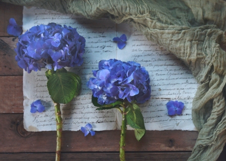 CB-2755_twohydrangea_10x14