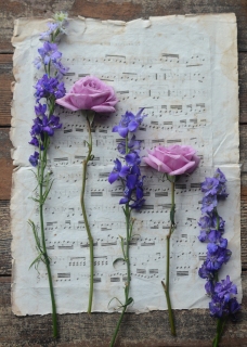 CB-2757_music_flowers_10x14