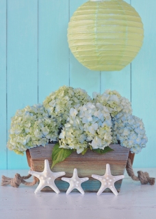 CB-2764_hydrangea_shells_10x14