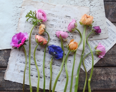 CB-2773_flowers_linedup