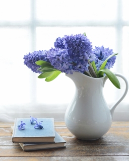 CB-2776_hyacinth_whiteJug