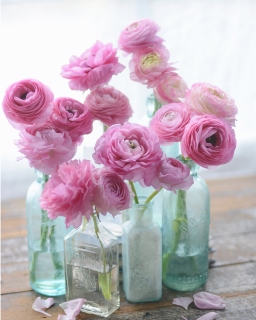 CB-2782_bottles_pink_ranunculus