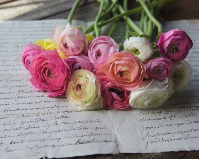 CB-2784_bunch_ranunculus
