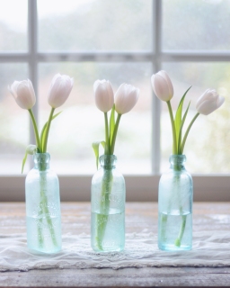 CB-2787_tulips_3bottles