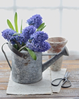 CB-2793_wateringcan_hyacinth