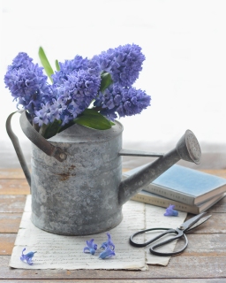 CB-2794_wateringcan_hyacinth_books