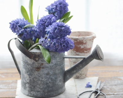 CB-2794b_wateringcan_hyacinth_books