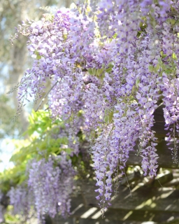 CB-2795_wisteria1