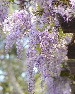 CB-2796_wisteria2
