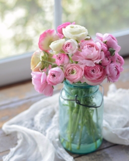 CB-2799a_masonjar_pinkranunculus