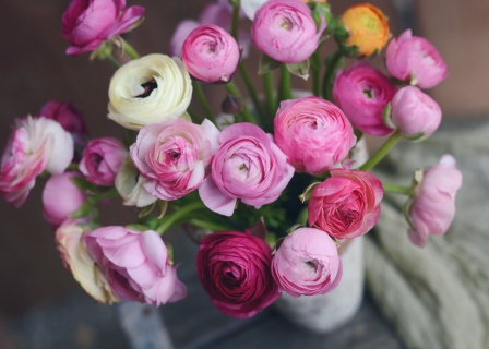 CB-2804_ranunculus_lookingdown