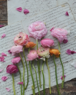 CB-2806_lined-up_flowers