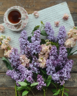 CB-2807_lilacs_stocks_tea