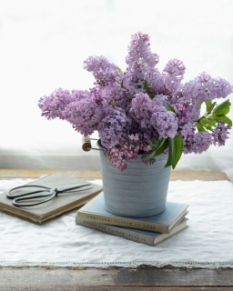CB-2809_lilacs_bucket
