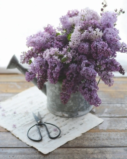 CB-2811_lilacs_wateringcan