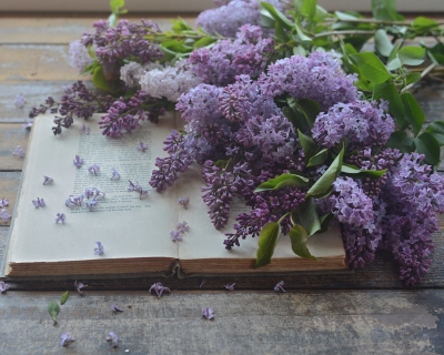 CB-2812_lilacs_book