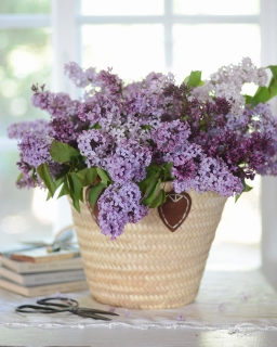 CB-2814_lilacs_basket