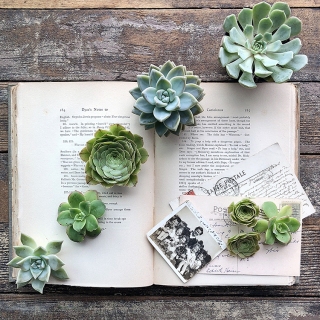CB-2817_-succulents_book_photos
