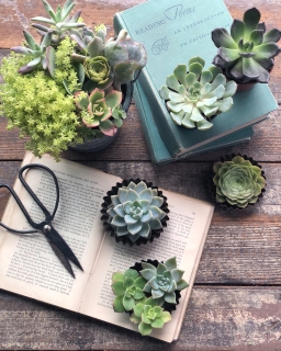 CB-2818_succulents_books_scissors