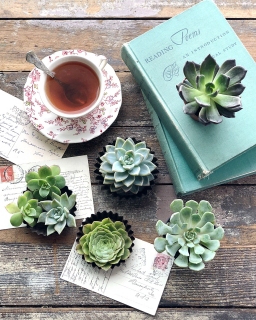 CB-2820_succulents_tea