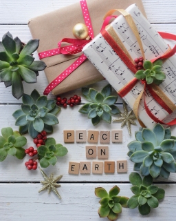 CB-2821_succulents_peaceonearth