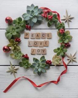 CB-2823_succulent_wreath1_vertical