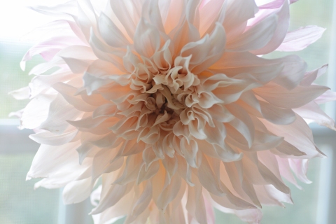 CB-2830-dahlia_closeup
