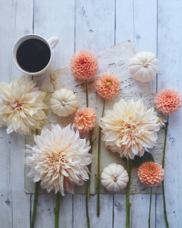 CB-2835-fall_dahlias1