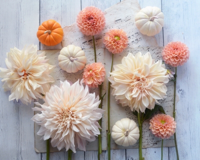 CB-2836-fall_dahlias2