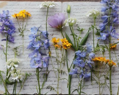 CB-2842-flowers_on_scriptpaper