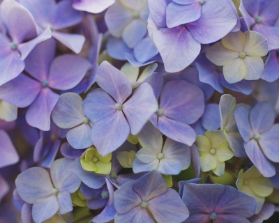 CB-2843-hydrangea_closeup CB-2843-hydrangea_closeup