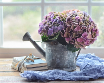 CB-2844-hydrangea_wateringcan