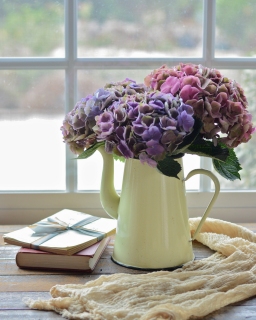 CB-2845-hydrangea_yellowpot