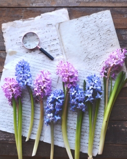 CB-2856-hyacinth_magnifier