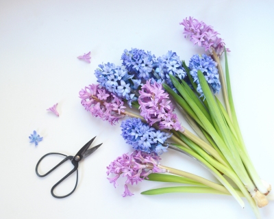 CB-2858-hyacinth_scissorts