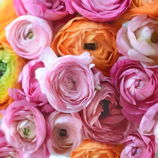 CB-2863-ranunculus_closeup