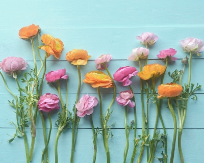 CB-2864-ranunculus_linedup