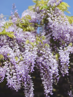 CB-2870-wisteria