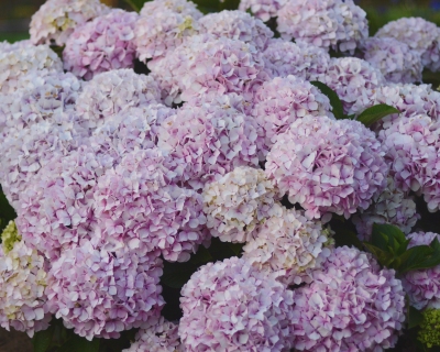CB-2873-hydrangea1