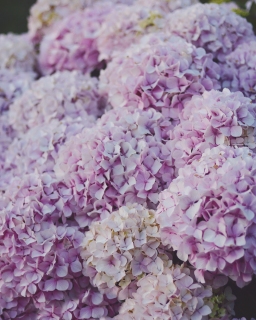 CB-2874-hydrangea2