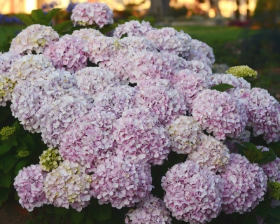 CB-2875-hydrangea3