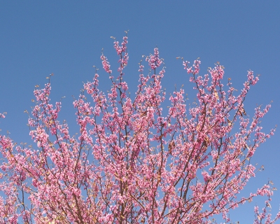 CB-2877-pink-blossom-2