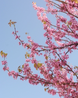 CB-2878-pink-blossom